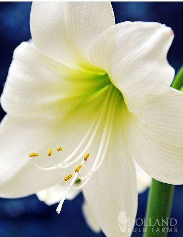 White Flower Amaryllis 